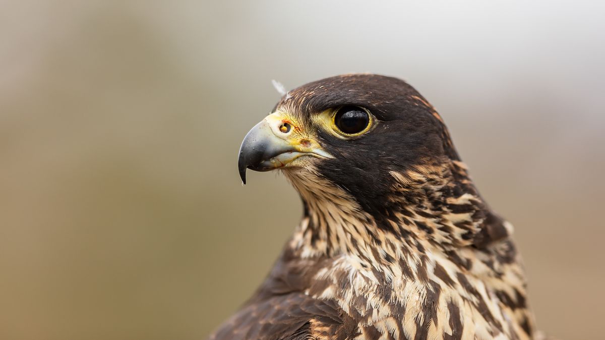 Ornitologové pozorovali na Moravě v uplynulých dnech tři vzácné ptačí druhy